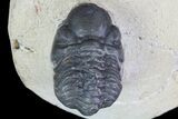 Bargain, Reedops Trilobite Fossil - Good Eye Facets #68652-2